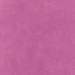 Crocus 436