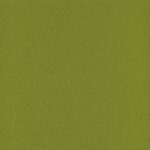 Kiwi 43